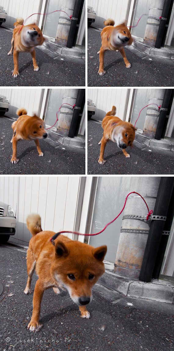 Shiba inu, shiba ken, japon