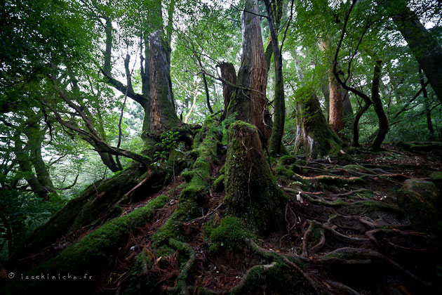 yakushima yakusugi land