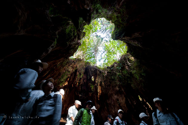 20042011-IMG_9731 Yakushima wilson stump