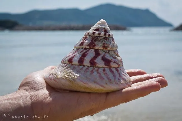 bebette4 okinawa, japon, coquillage, japan, island, shell