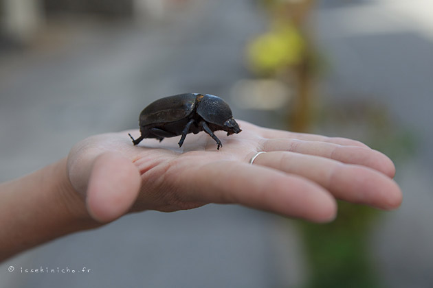 insecte japon