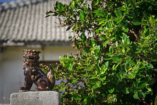 lion-2
