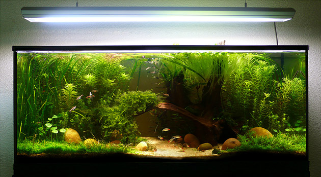 240 litres, aquarium