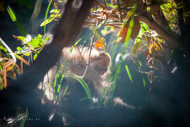 Photo d'un tanuki, raton laveur japonais, qui se baladait dans notre jardin à Tokyo.