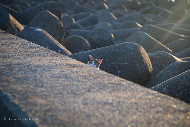 nekoland, chat,cat, chat errant, japon,japan,tokyo,niigata