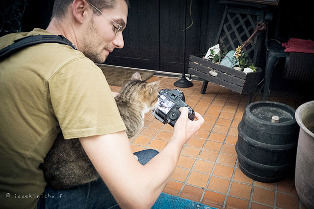 nekolan, chat, neko, japon, tokyo, cat, japan