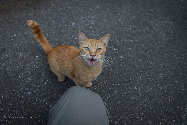 nekoland, chat, japon, tokyo