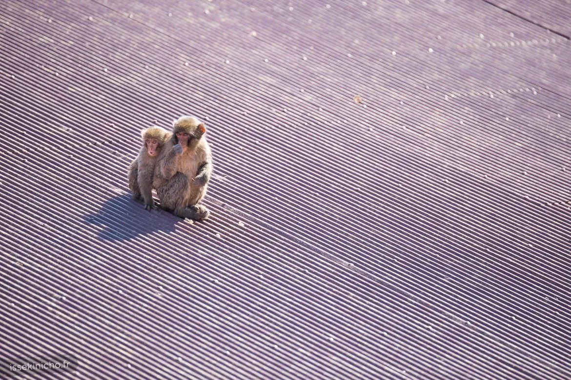 Singes du Japon sur un toit de tôle