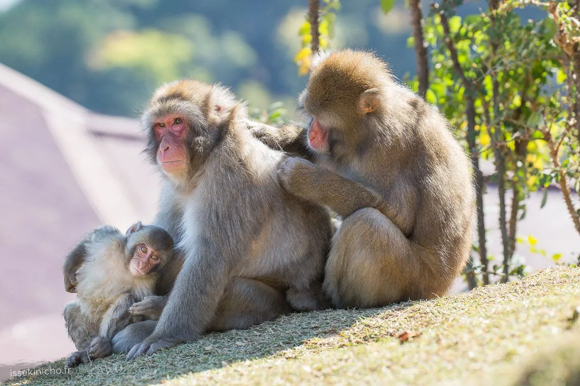 Singes du Japon se toilettant