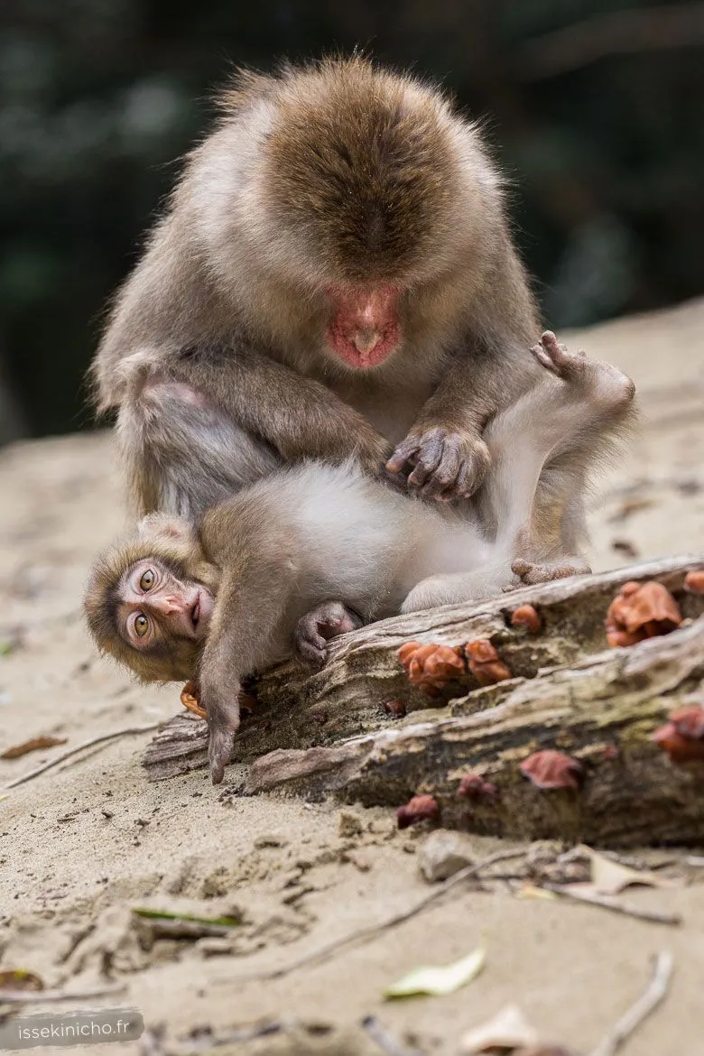 Singe du Japon épouillant son petit