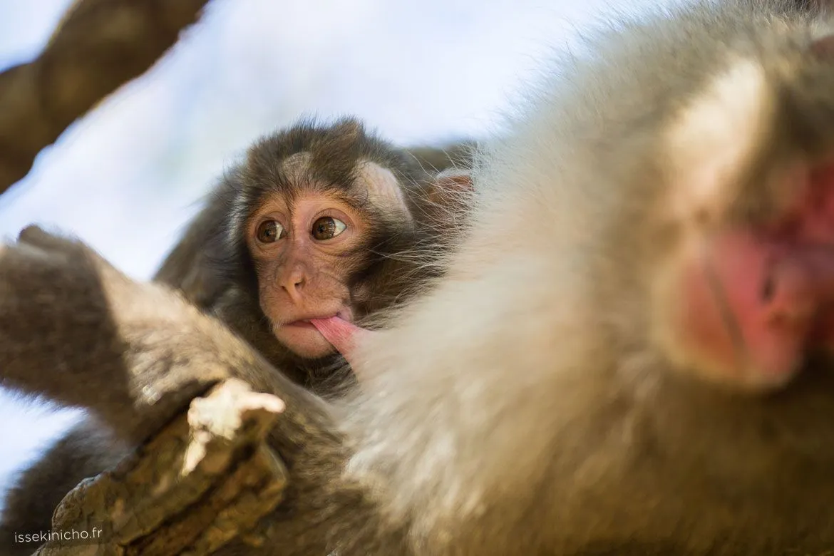 Singe du Japon allaitant son petit