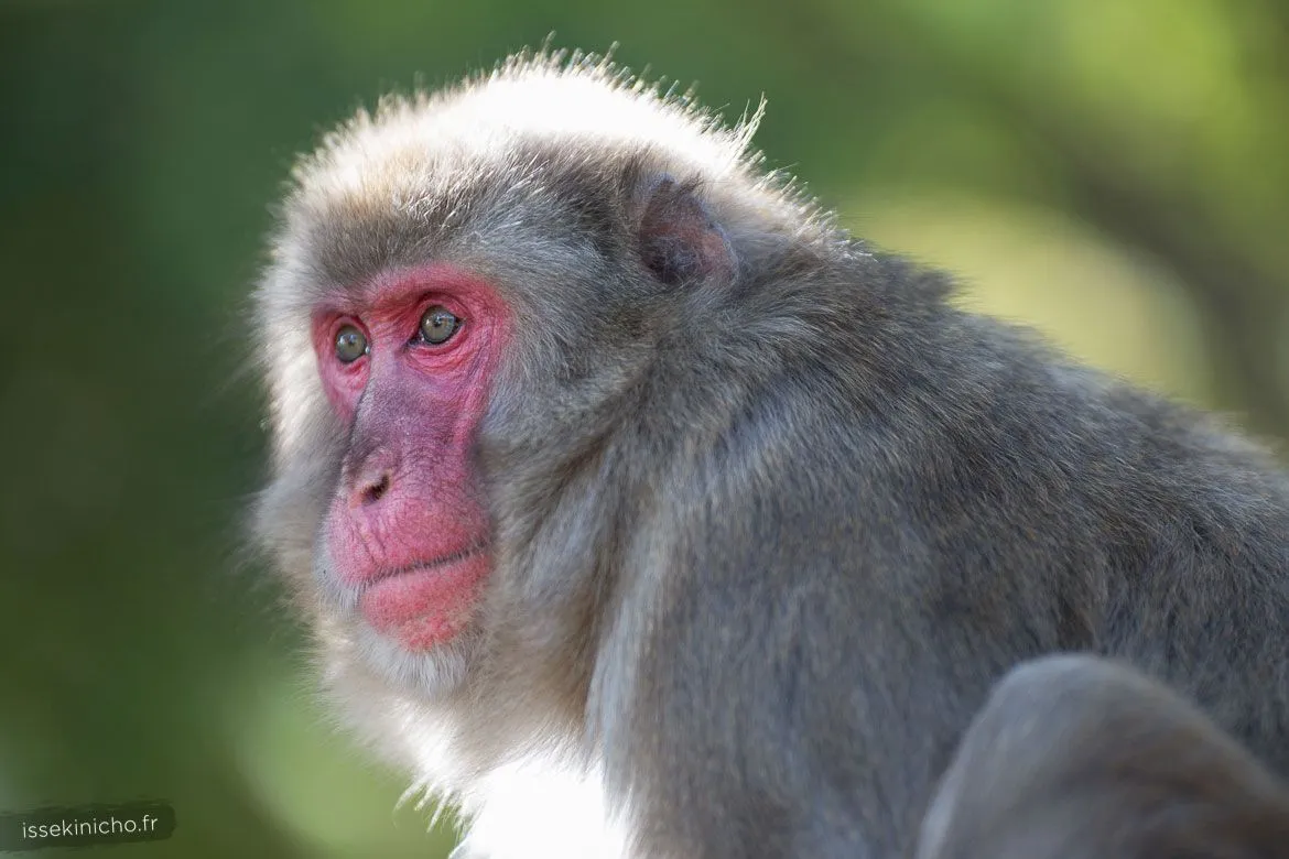 Singe du Japon baignant dans la lumière