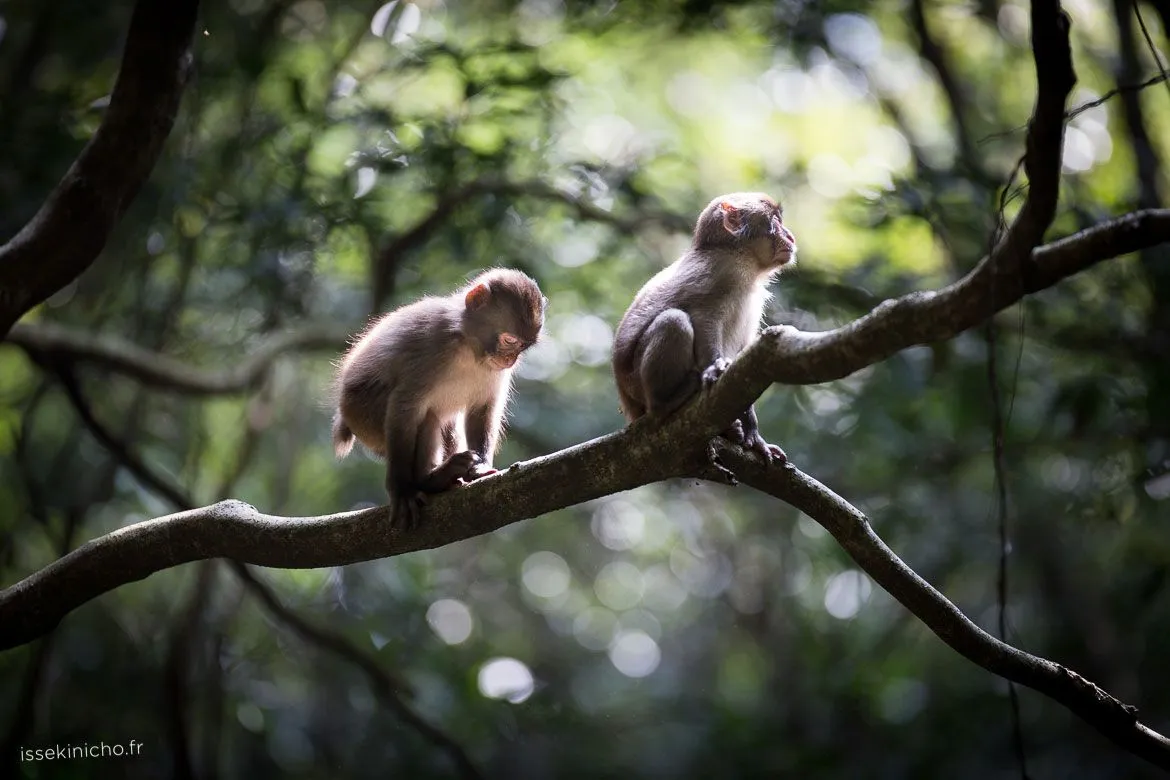 Bébés singes jouant dans la forêt au Japon