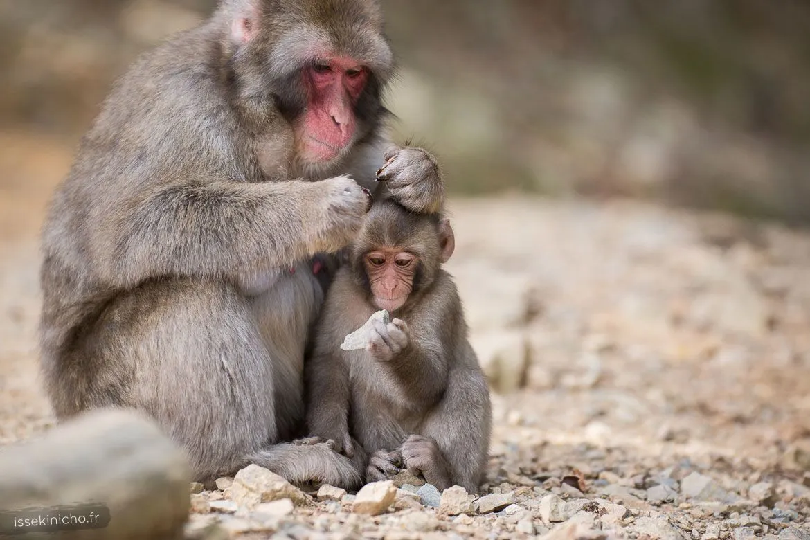 Singe du Japon jouant avec des pierres