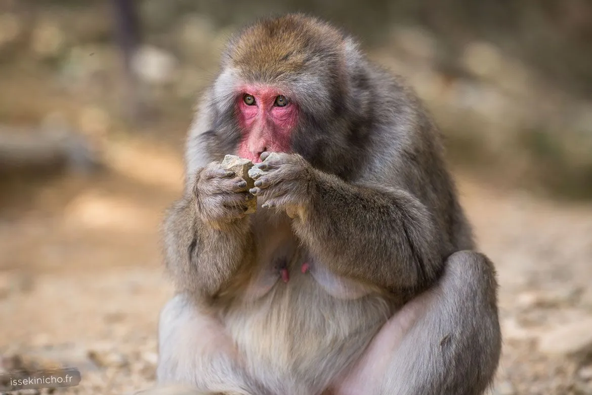 Singe du Japon jouant avec des pierres