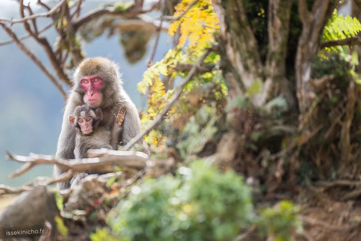 Singe du Japon et son bébé à Kyoto