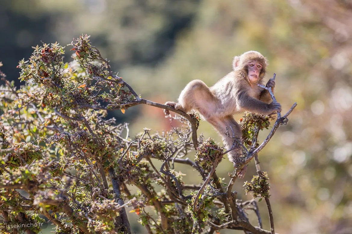 Singe du Japon jouant dans un arbre