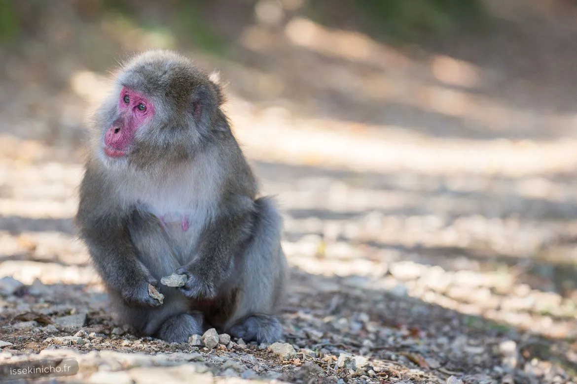 Singe du Japon jouant avec des pierres
