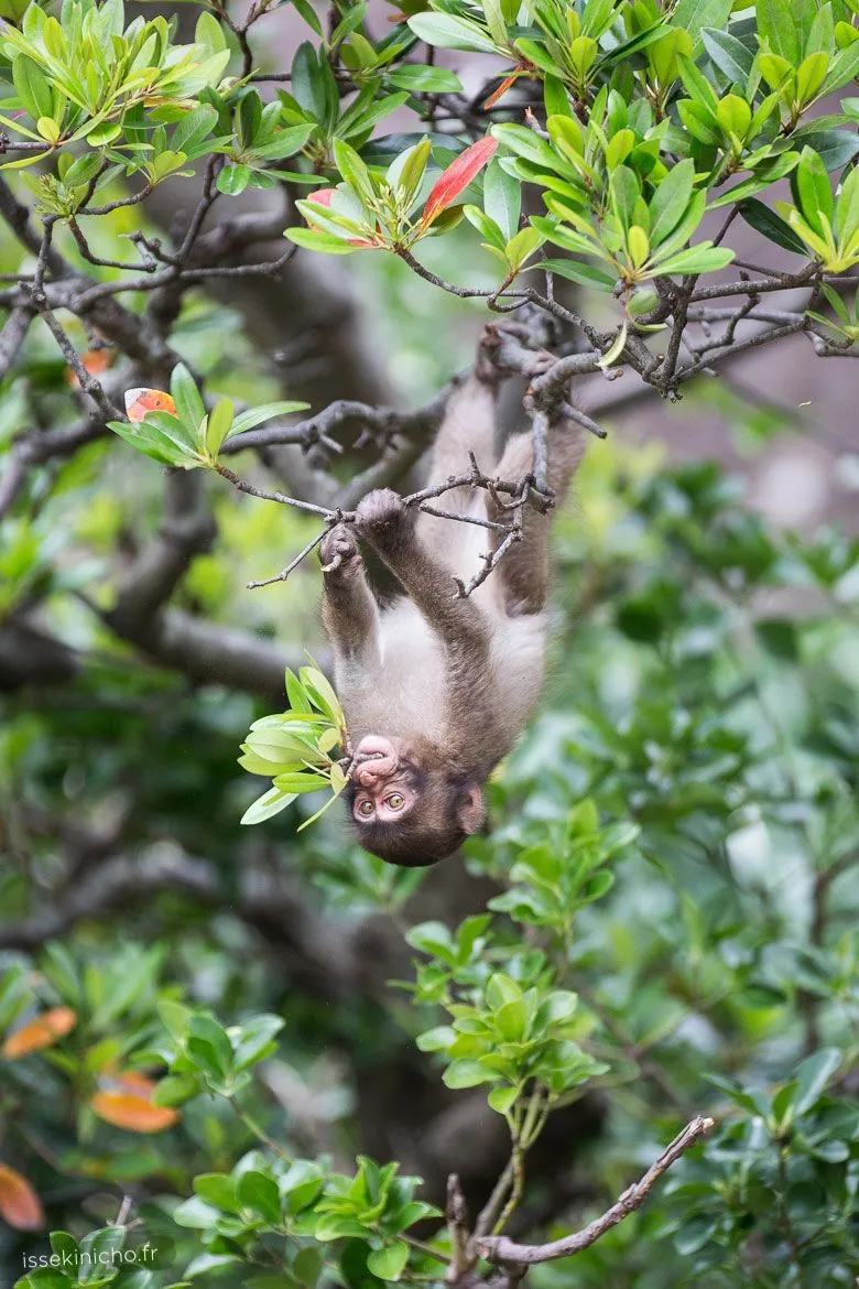 Singe du Japon mangeant dans un arbre