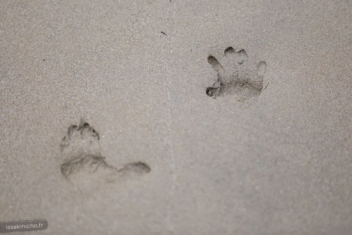 Empreintes de singe du Japon sur une plage