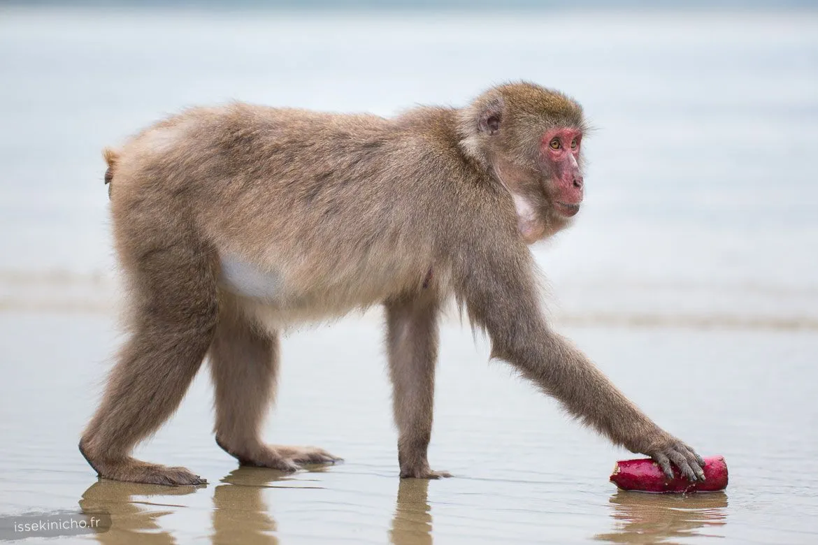 Singe du Japon lavant une patate douce