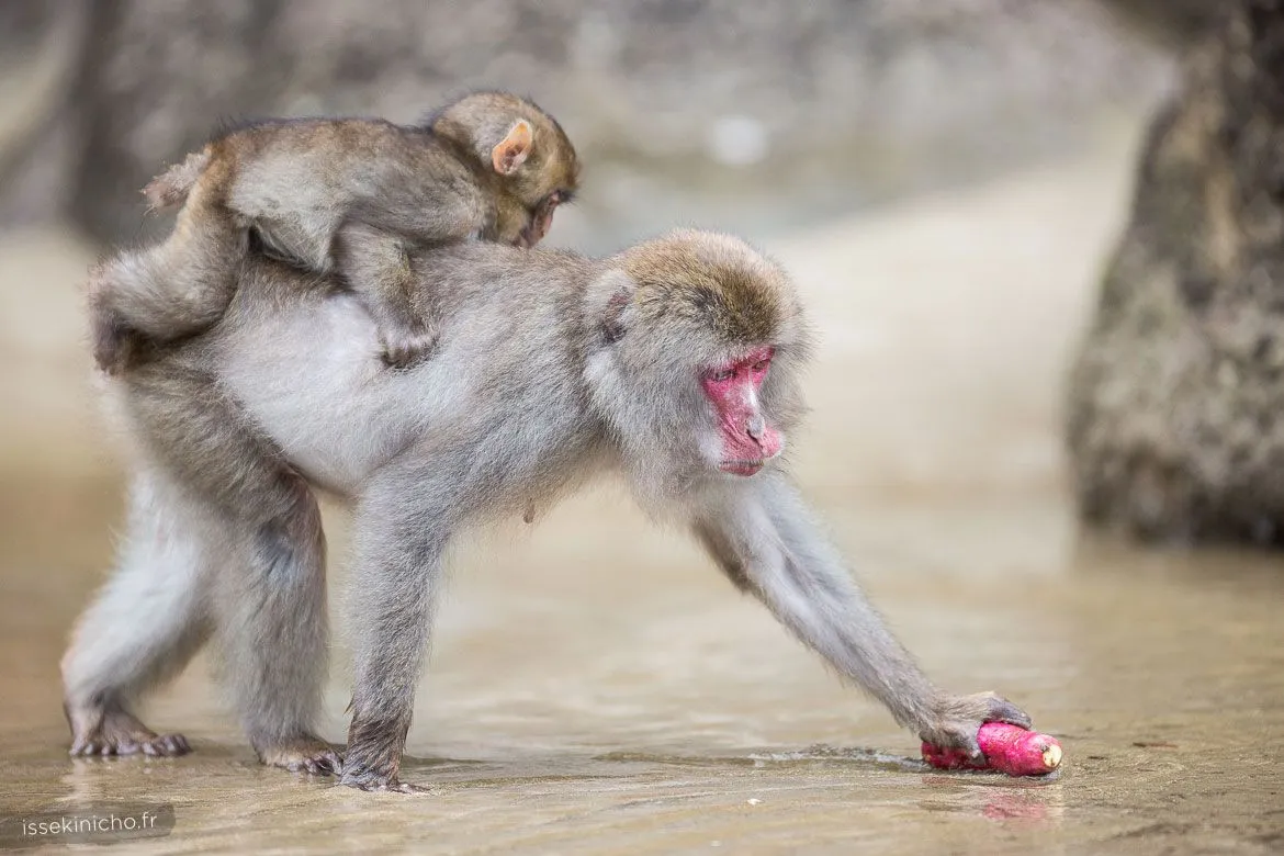 Singe du Japon lavant une patate douce