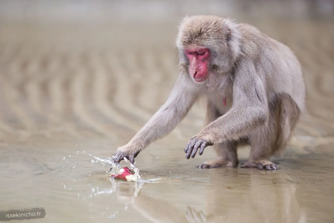 Singe du Japon lavant une patate douce