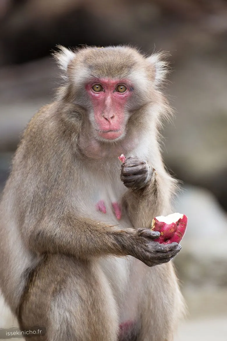 Singe du Japon mangeant une patate douce