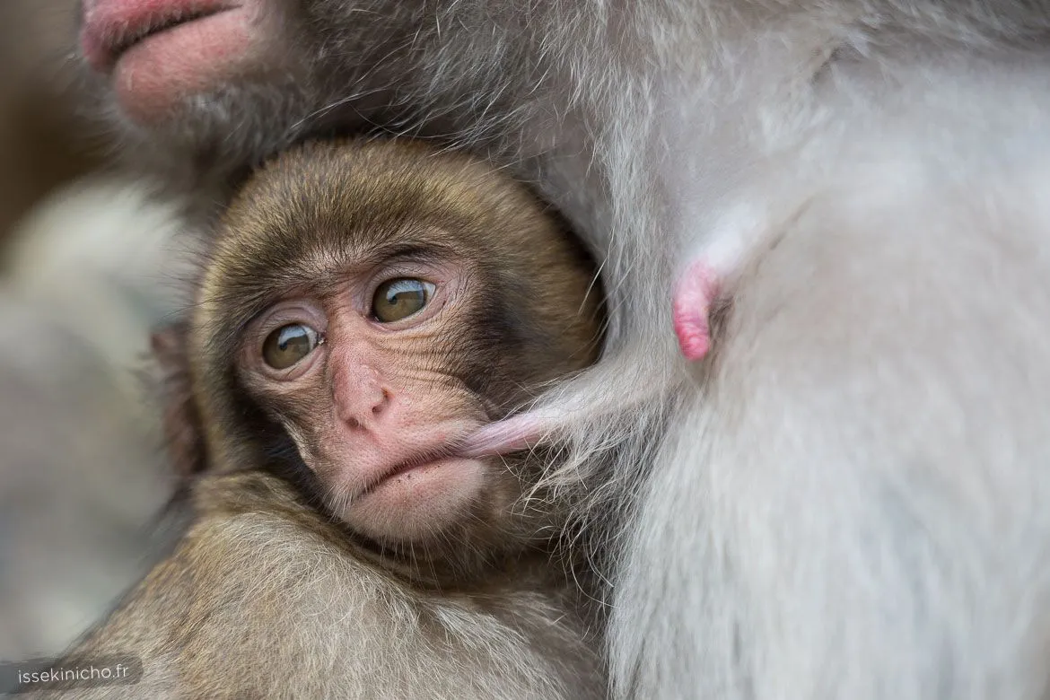 Bébé singe du Japon allaité par sa mère