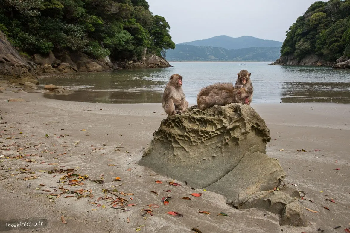 Singes sur la plage de l'ile de Kojima au Japon
