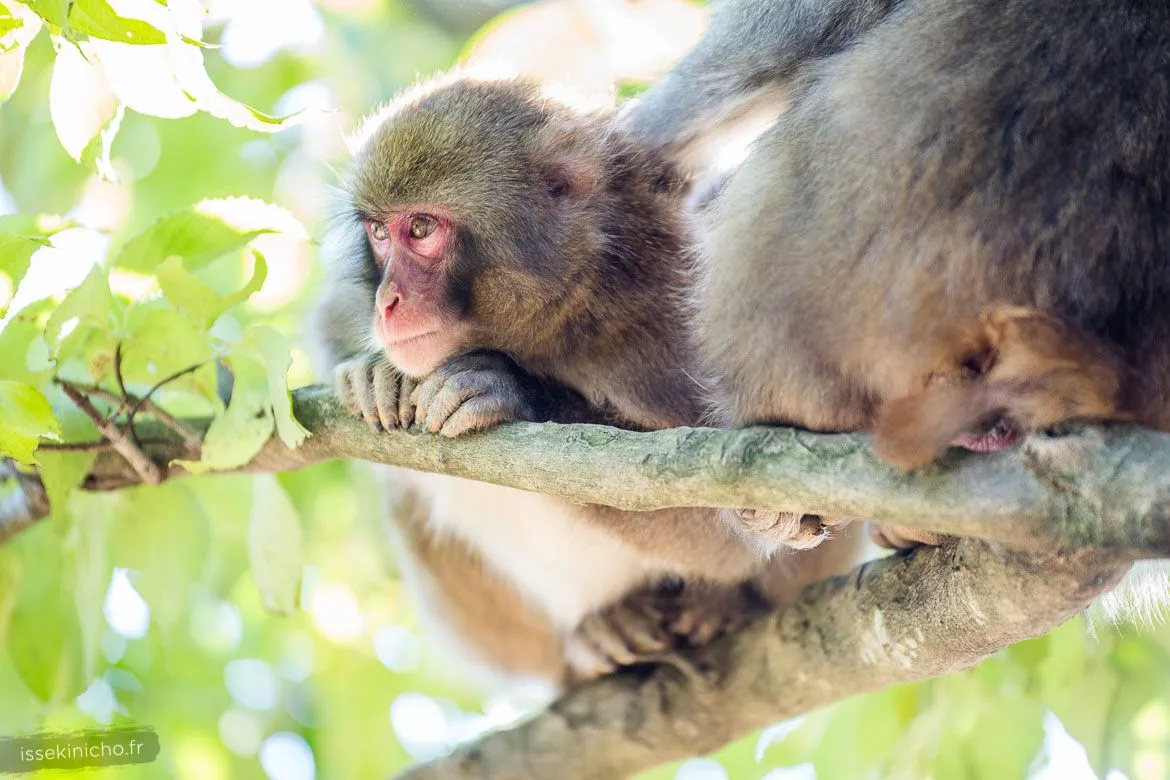 Singe du Japon dans un arbre à Kyoto