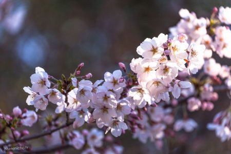 IMG_6097_hanami_ueno_japon_fleur