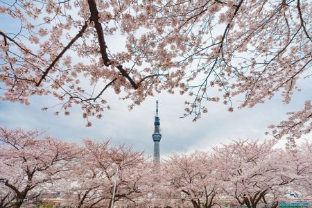 IMG_7128_asakusa_hanami_skytree