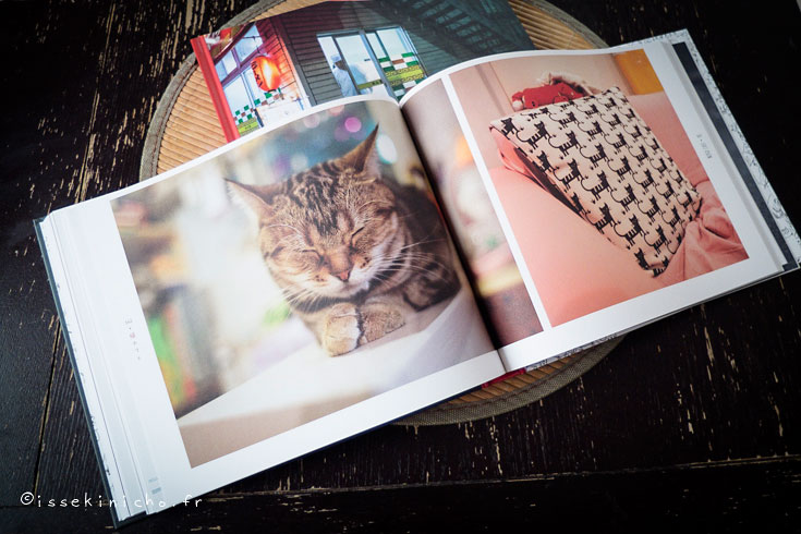 chat Japon photographie animalière