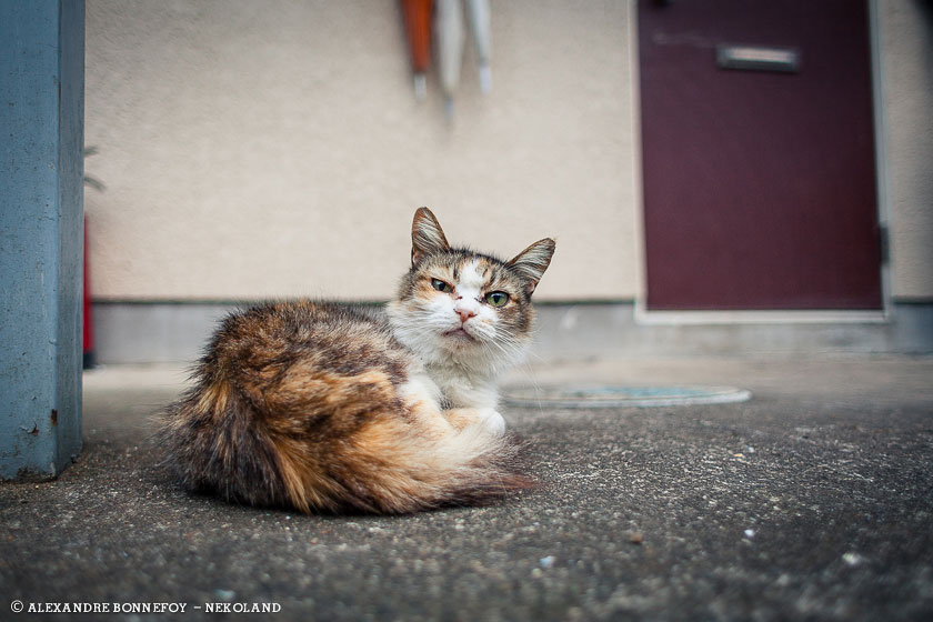 nekoland, chat, japon