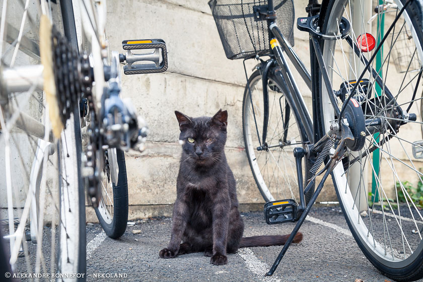nekoland, chat, japon