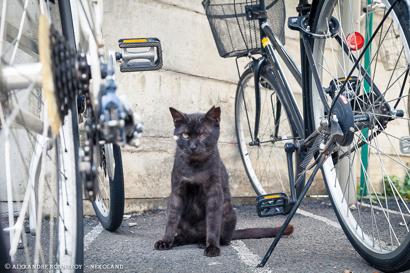 nekoland, chat, japon