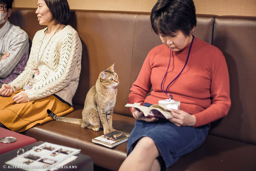 nekoland, chat, japon