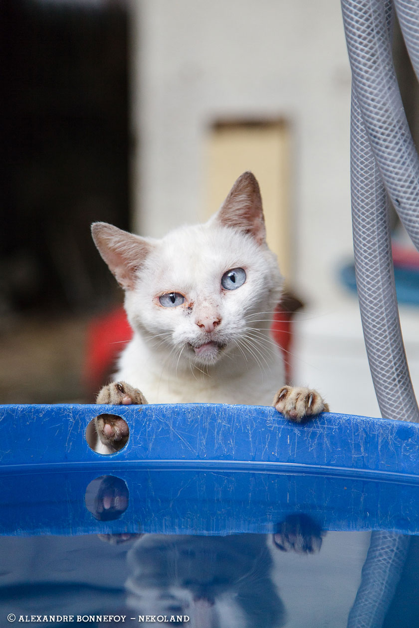 nekoland, chat, japon