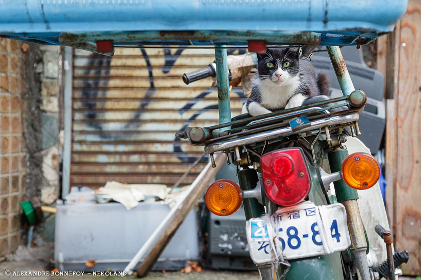 nekoland, chat, japon