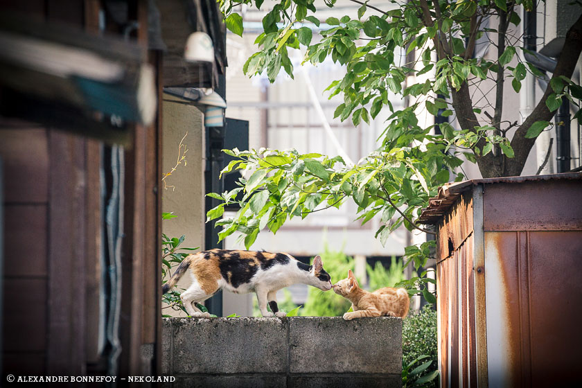 nekoland, chat, japon