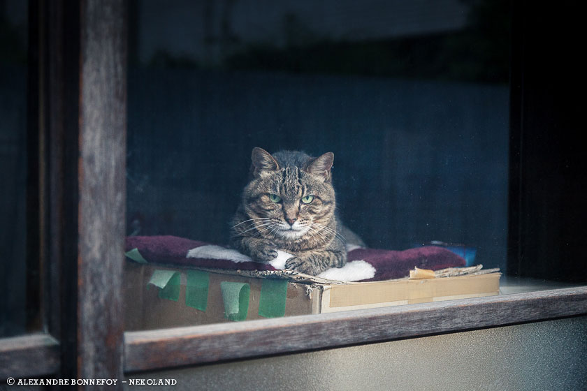 nekoland, chat, japon