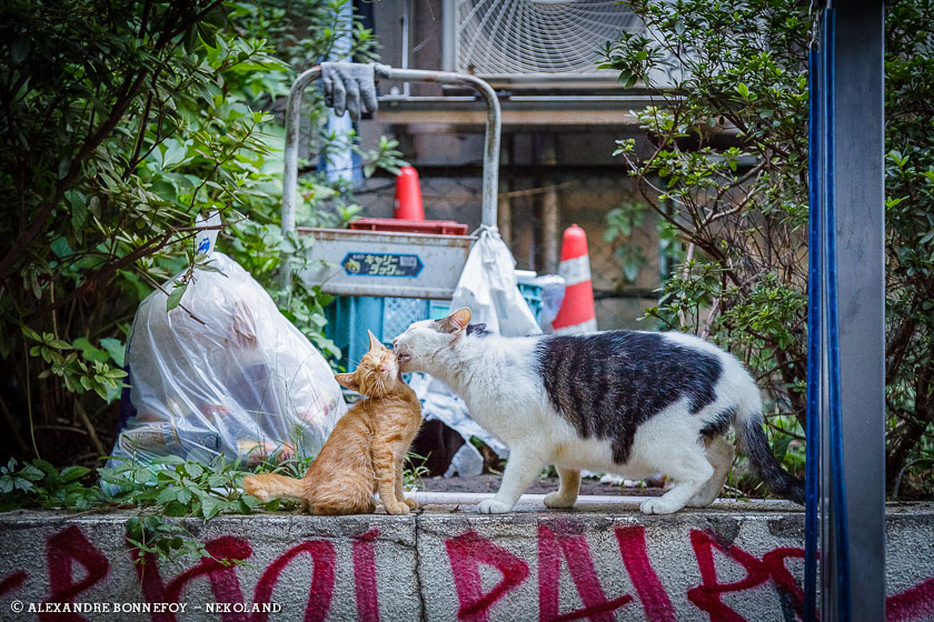 nekoland, chat, japon