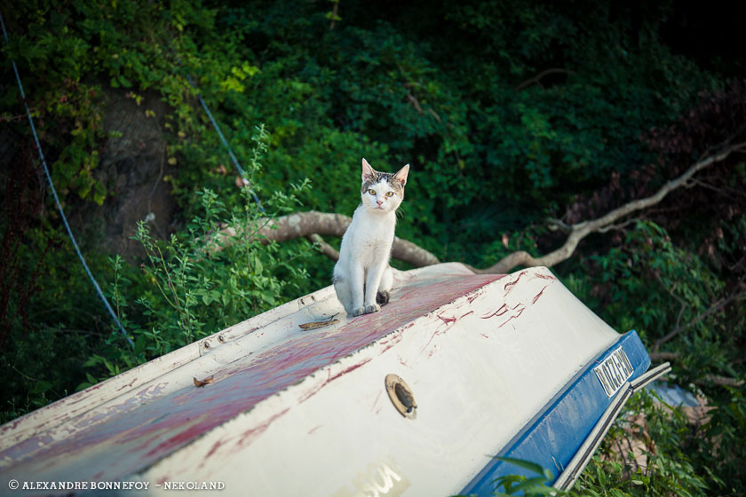 nekoland, chat, japon