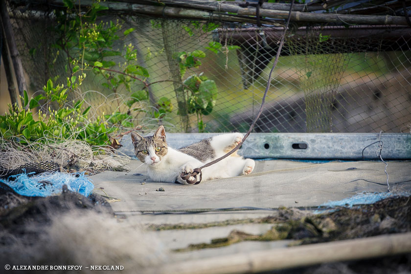 nekoland, chat, japon