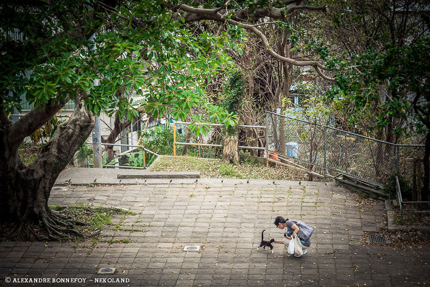 nekoland, chat, japon