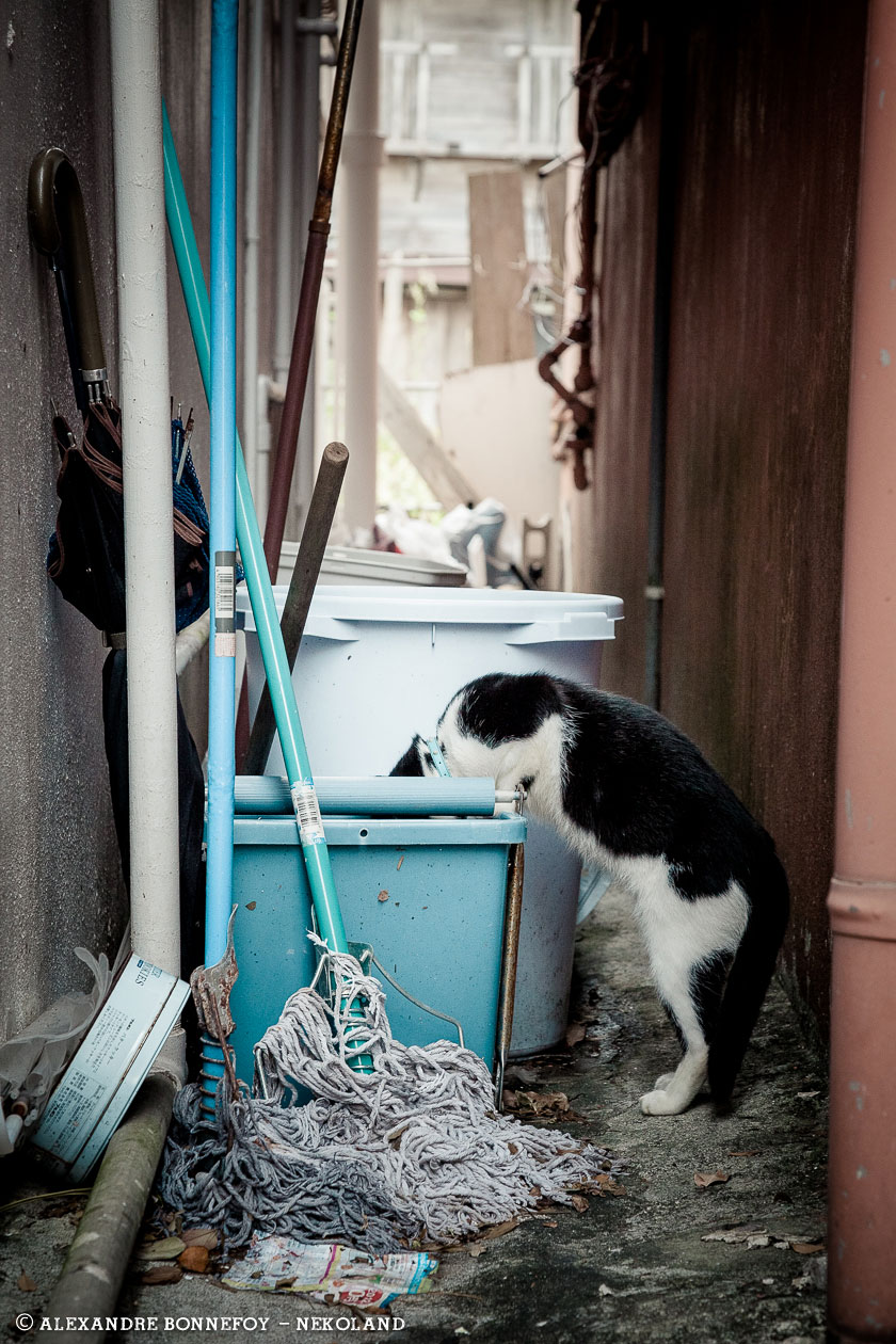 nekoland, chat, japon