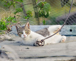 photo de chat au Japon