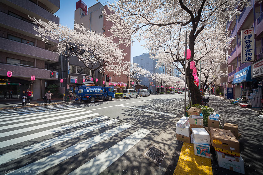 tokyo ohanami cerisiers japon