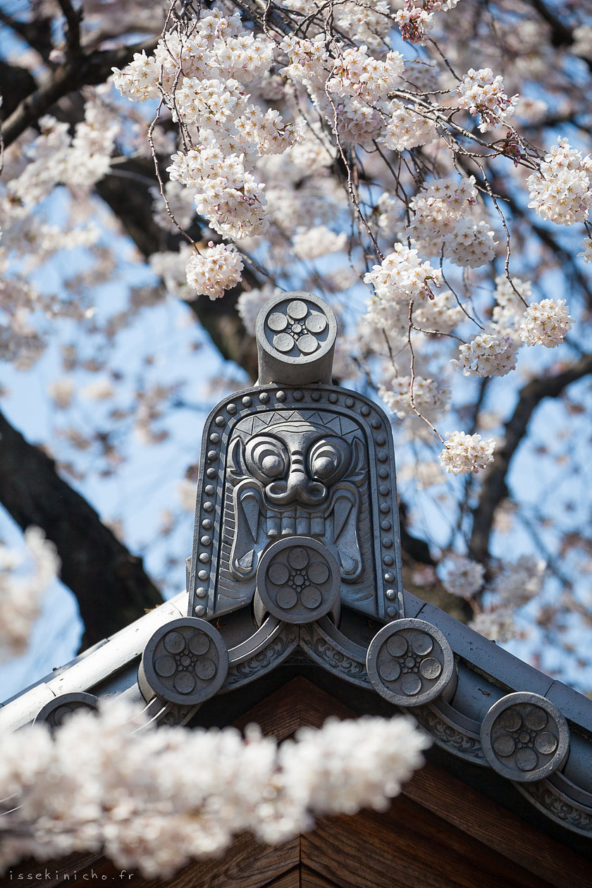 cerisiers japon tokyo ohanami